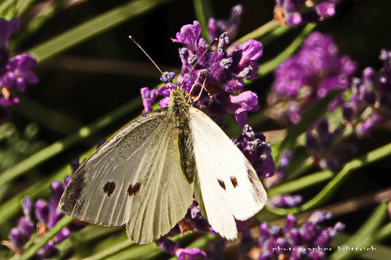 Lavendel