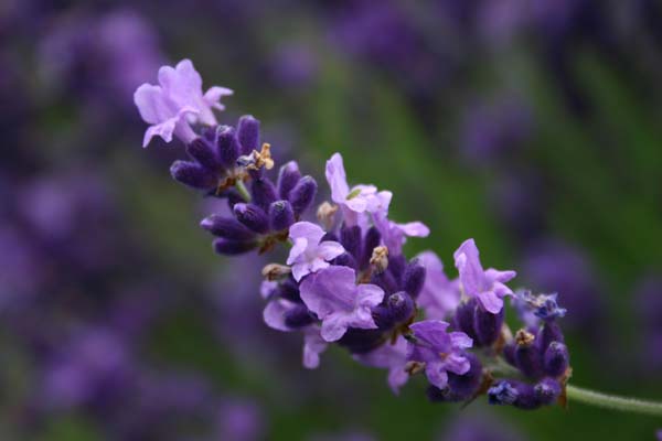 Lavendel Foto & Bild natur, pflanzen, youth Bilder auf