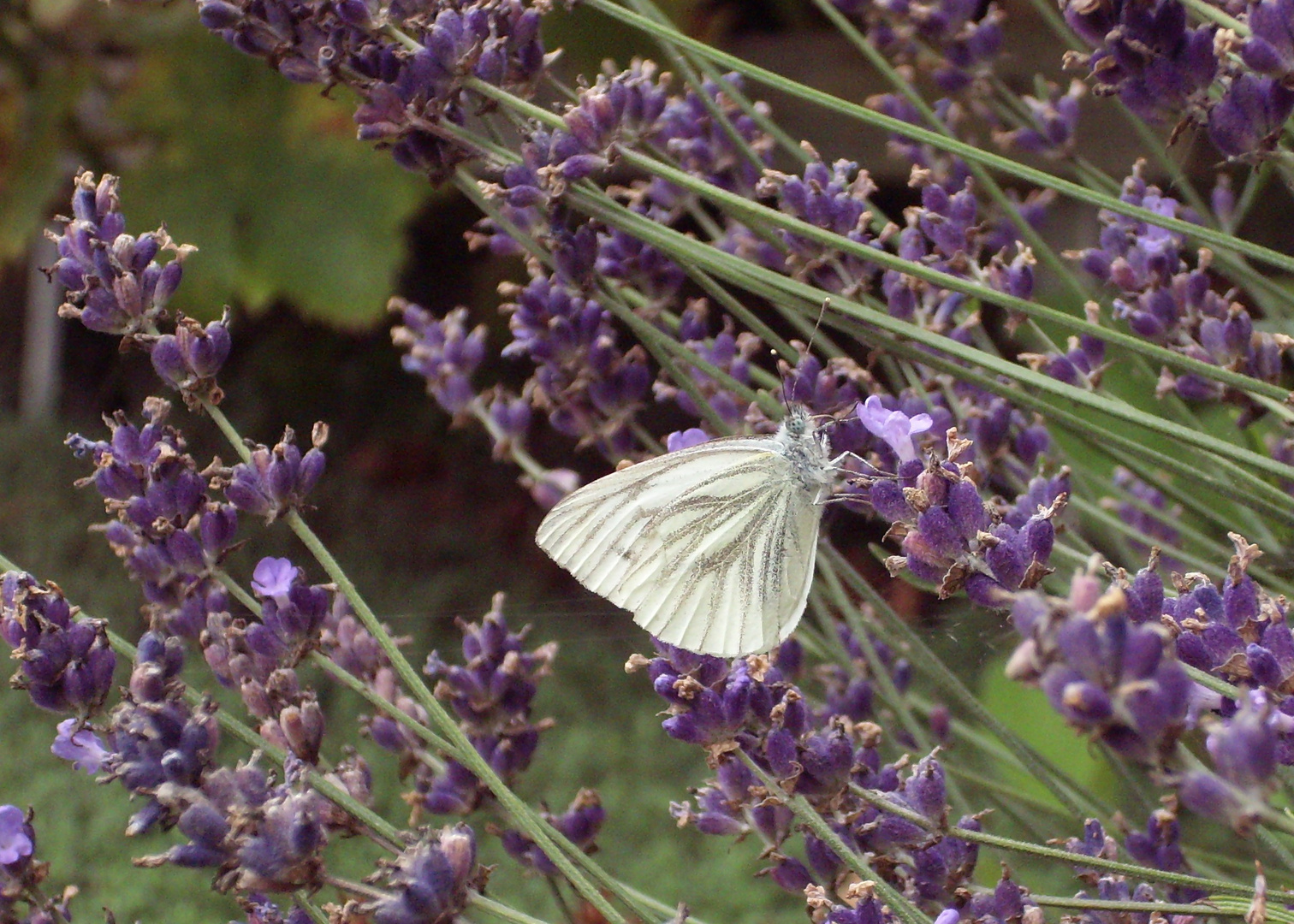 Lavendel