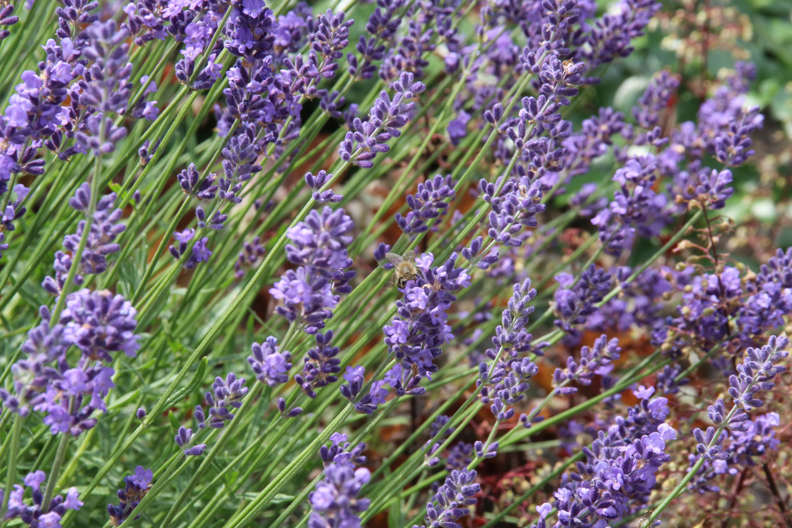 lavendel Foto &amp; Bild pflanzen, pilze &amp; flechten, blüten