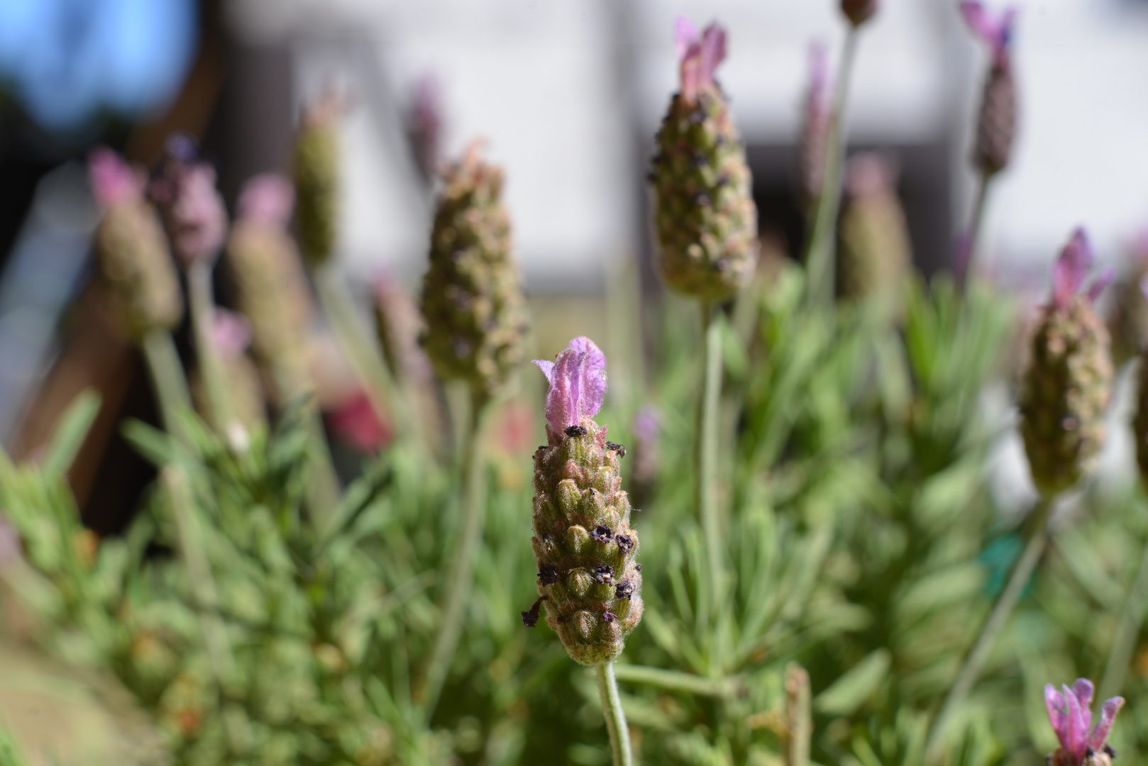 Lavendel