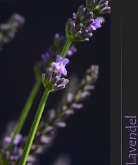 Lavendel