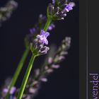 Lavendel