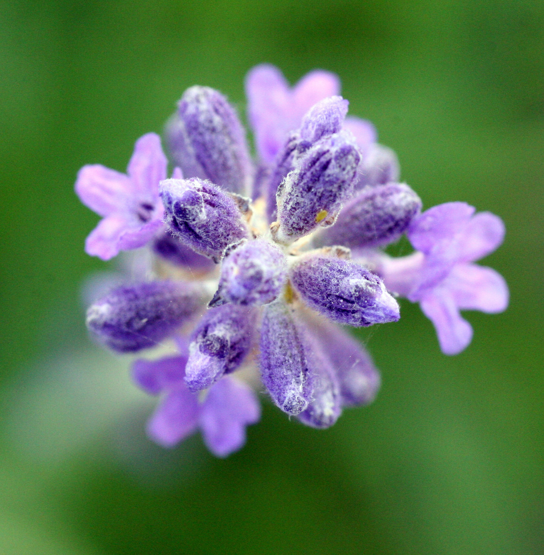 Lavendel