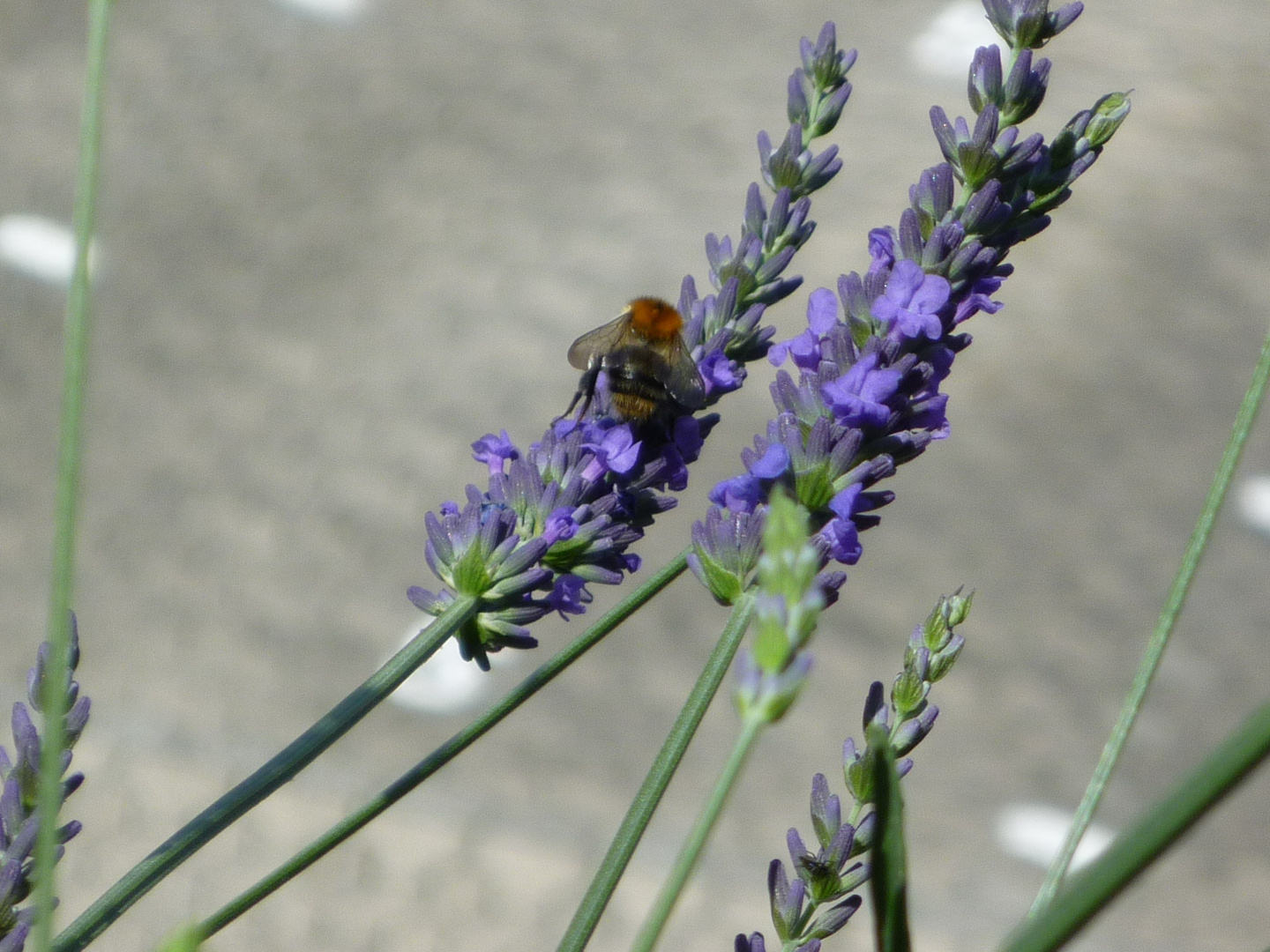 Lavendel