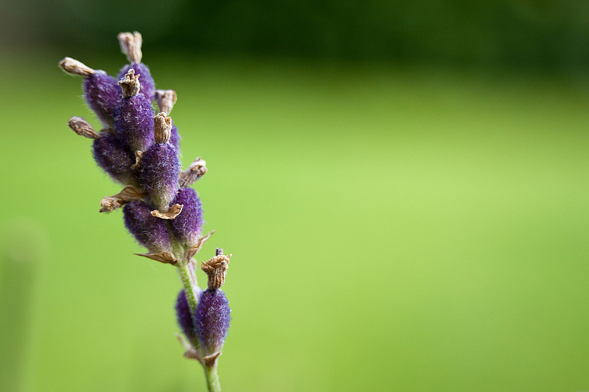 ...lavendel...