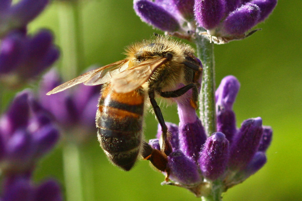 Lavendel