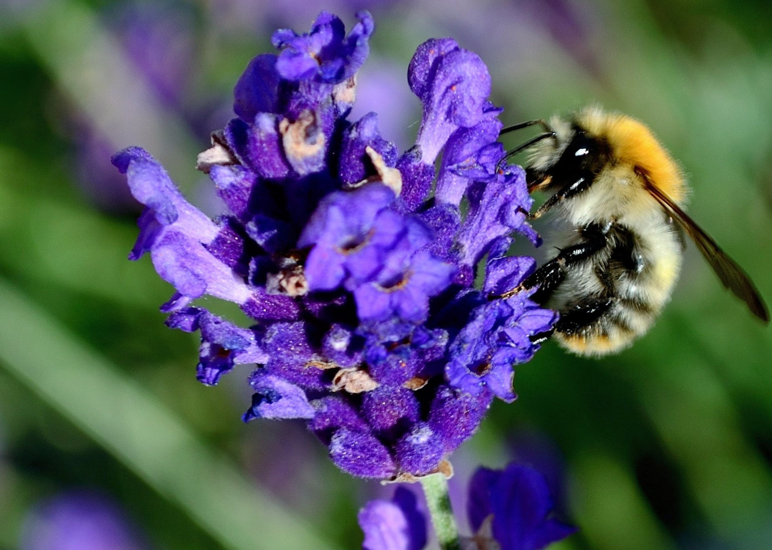 Lavendel