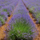 Lavendel