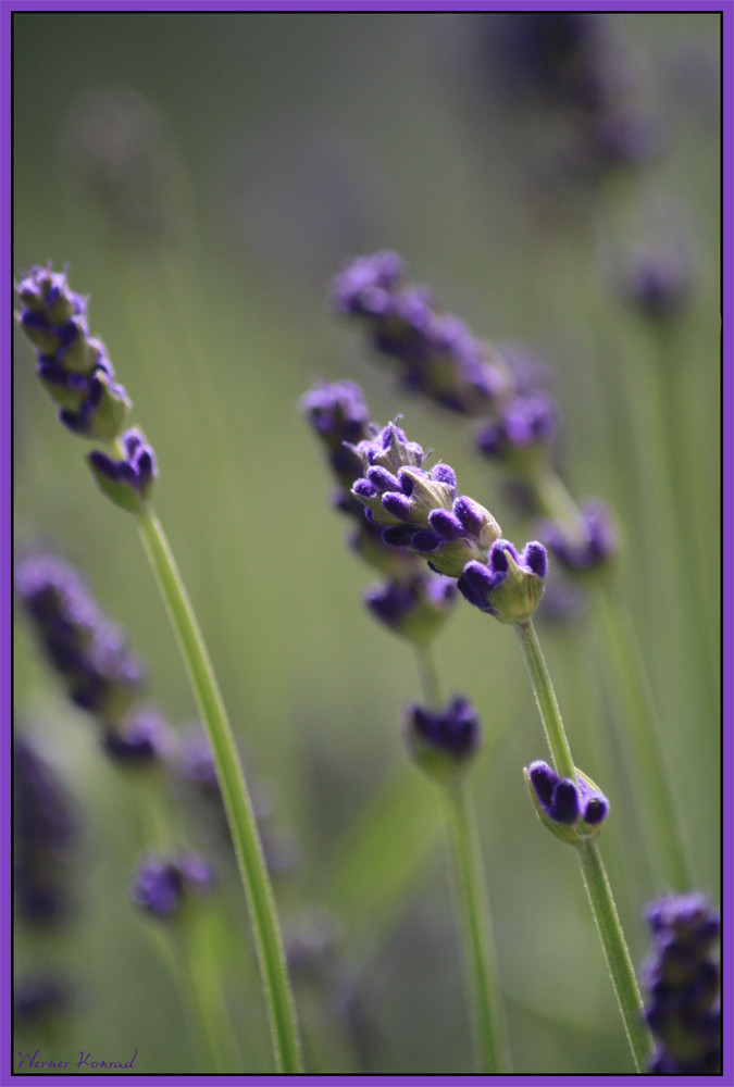 Lavendel