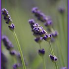 Lavendel