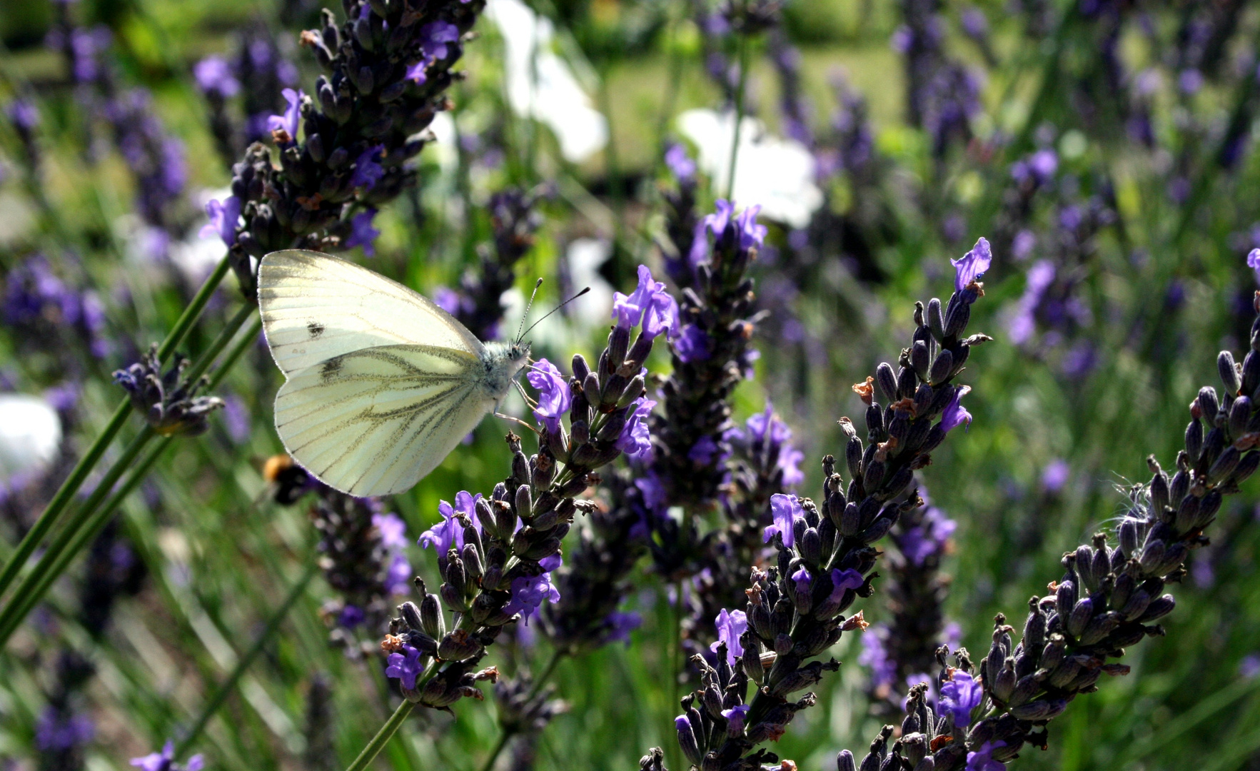 Lavendel