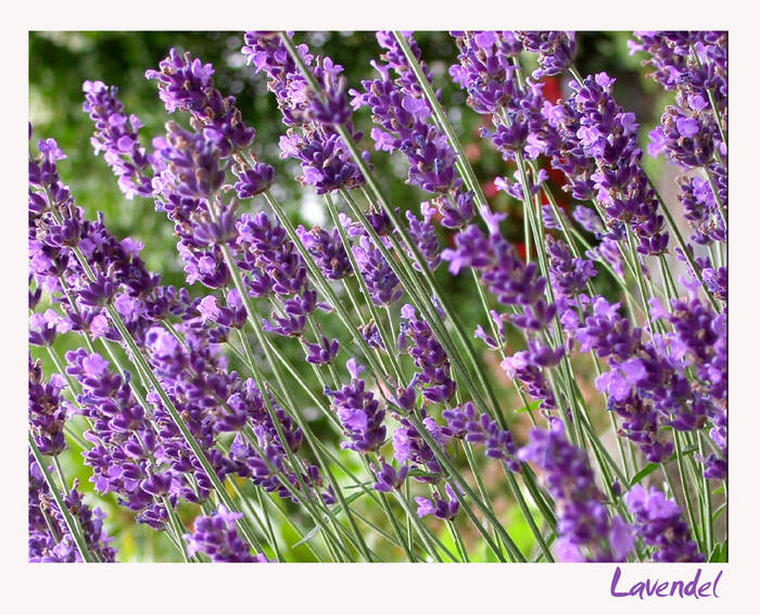 Lavendel