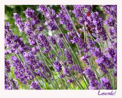 Lavendel