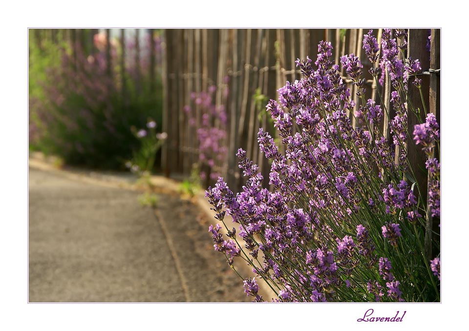 Lavendel...