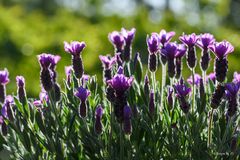 Lavendel