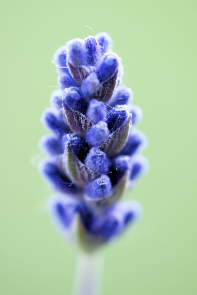 Lavendel