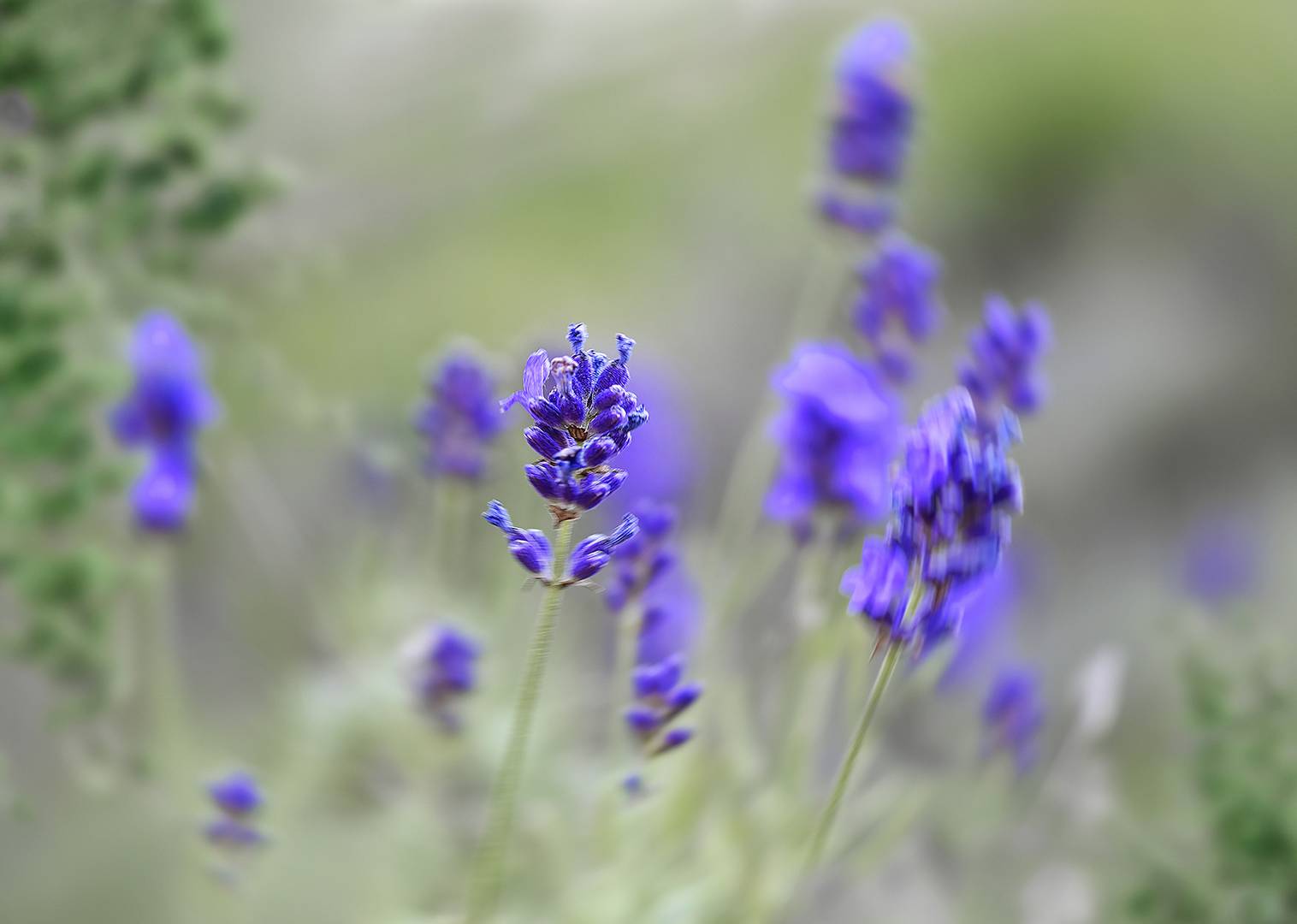 LAVENDEL 