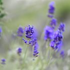 LAVENDEL 