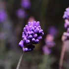 Lavendel