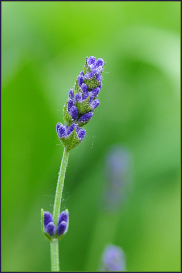 Lavendel