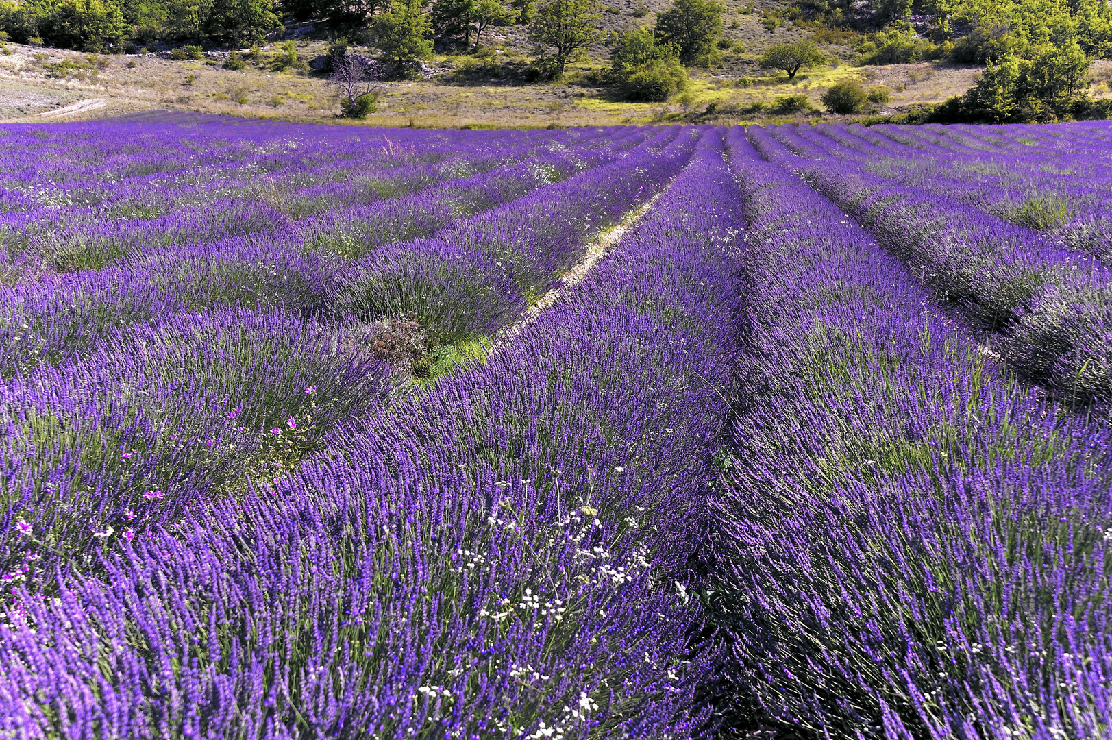 Lavendel