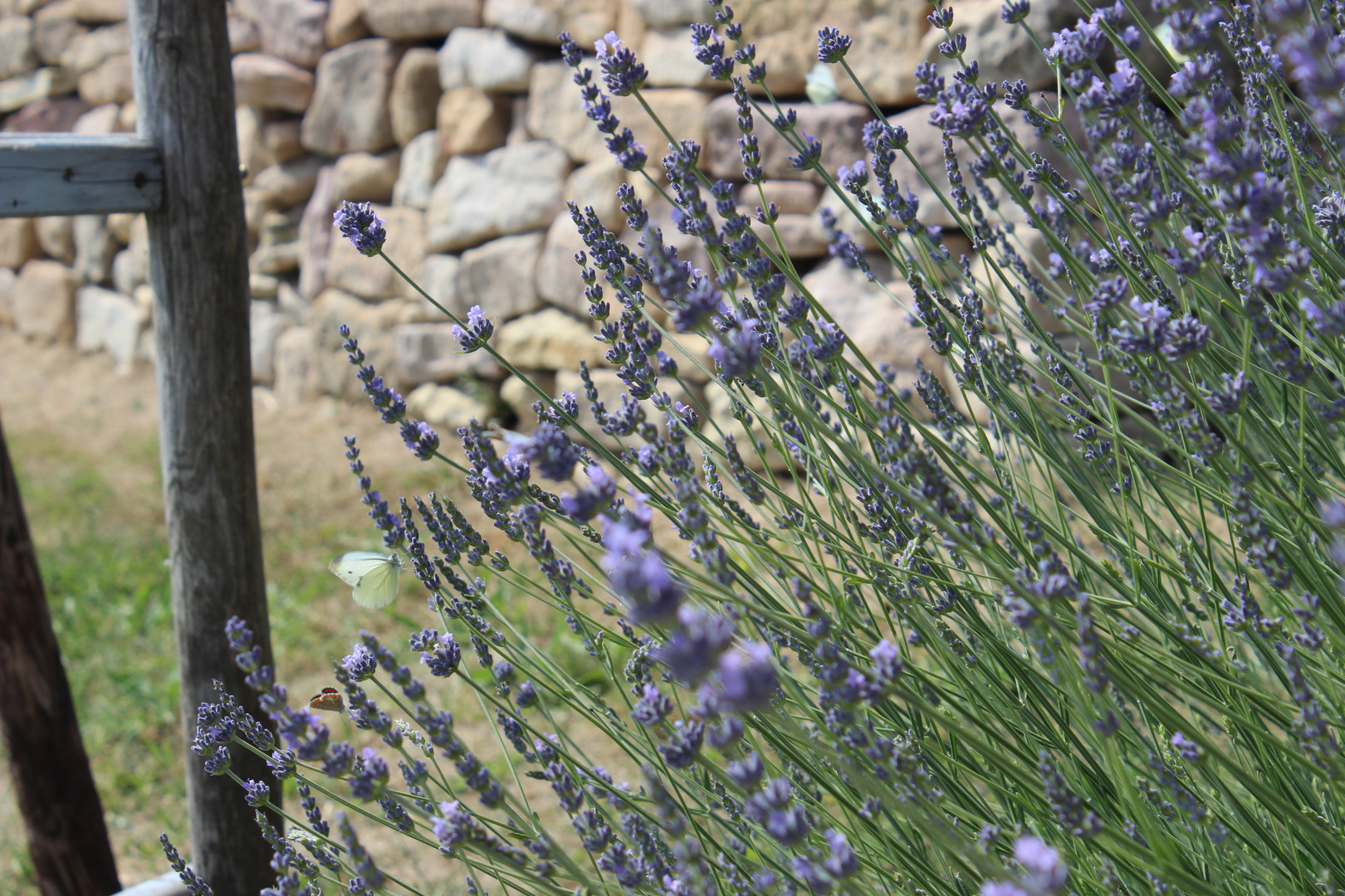 Lavendel