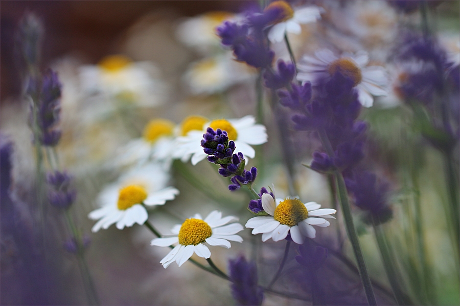 Lavendel