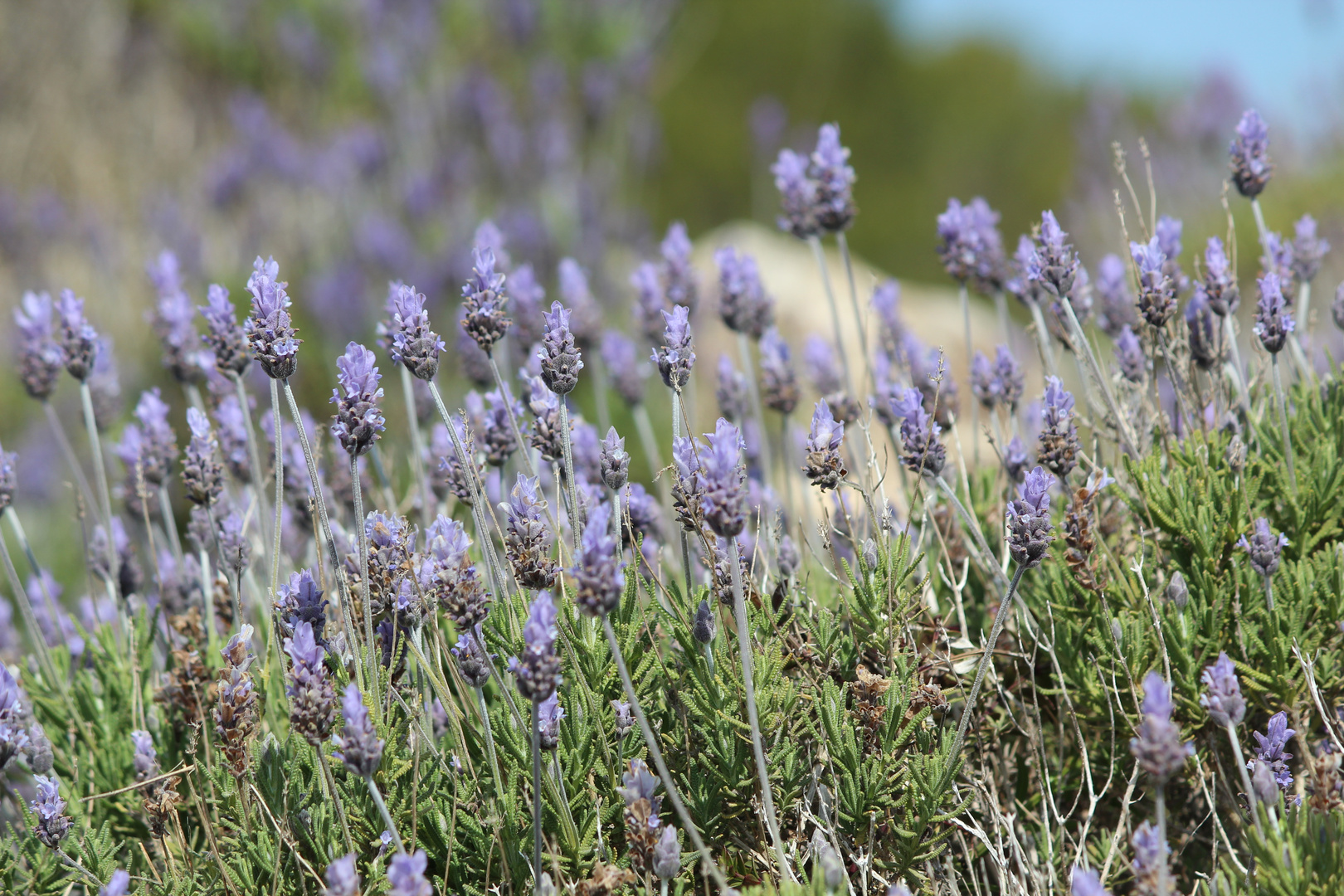 Lavendel