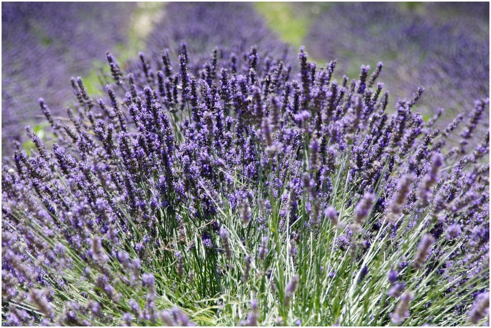 Lavendel