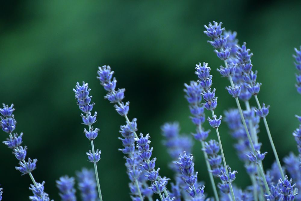 Lavendel