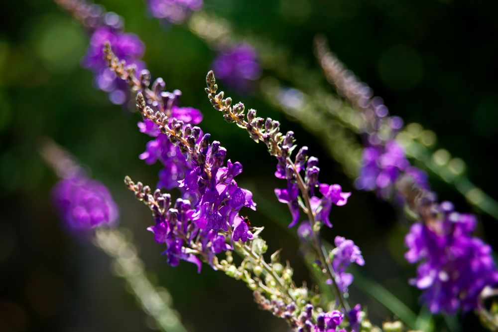 Lavendel