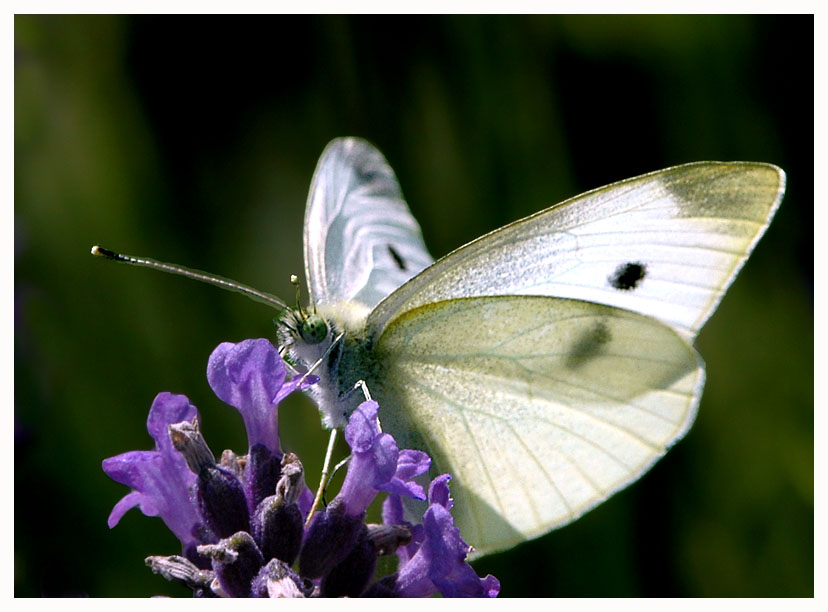 Lavendel