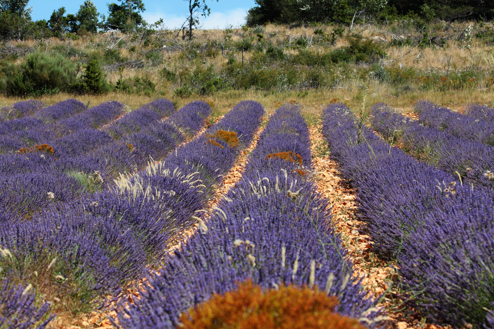 Lavendel