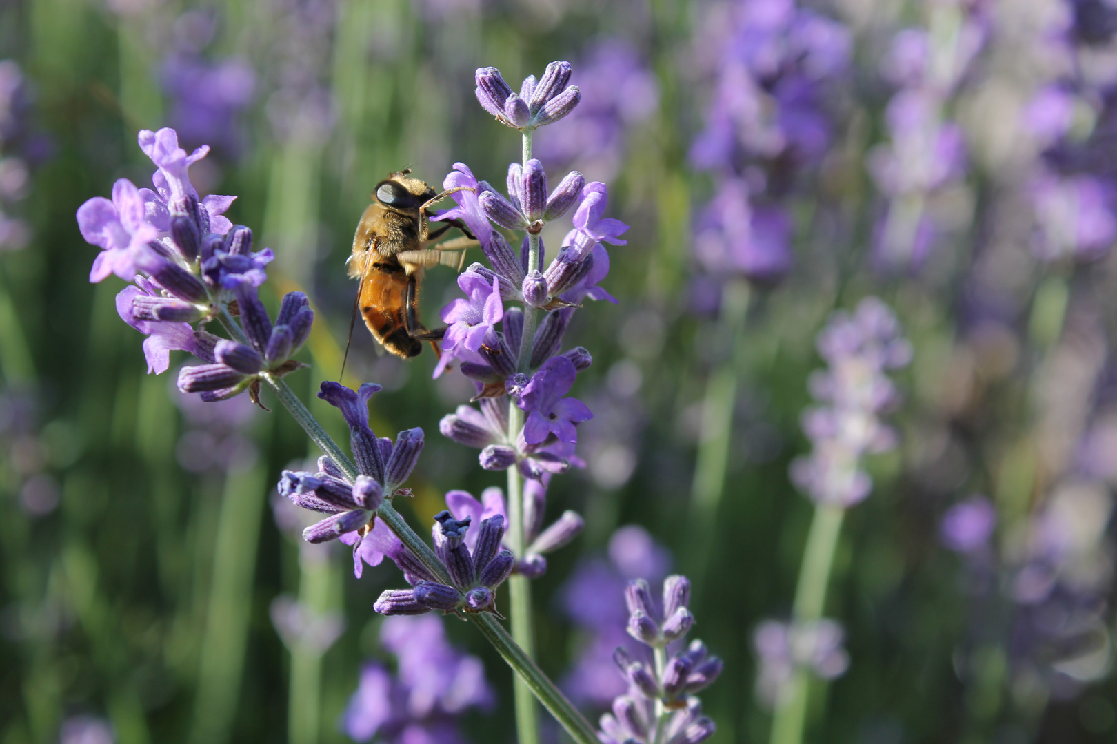 Lavendel