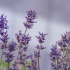 Lavendel