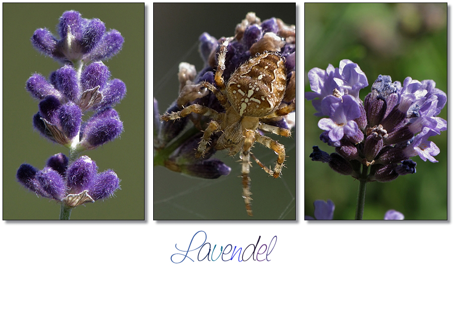 Lavendel