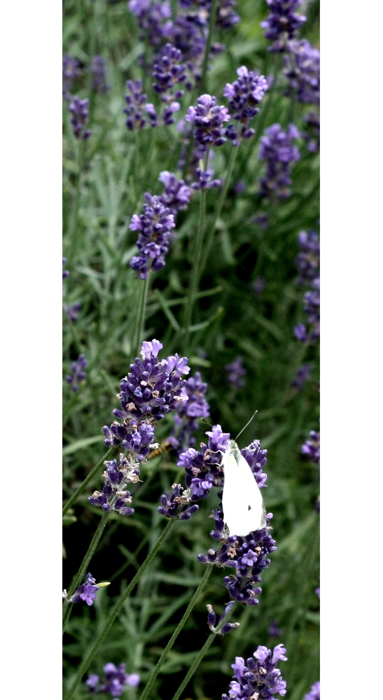 Lavendel...