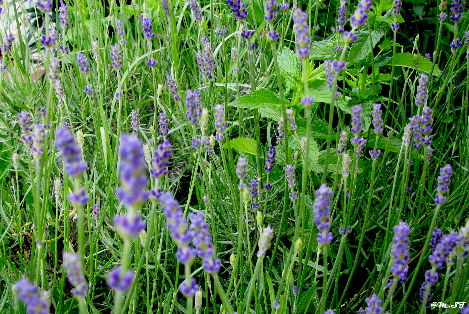 Lavendel