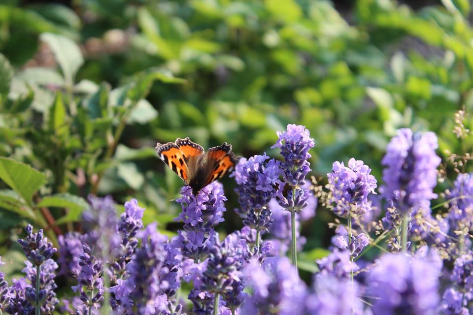 Lavendel