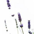 Lavendel