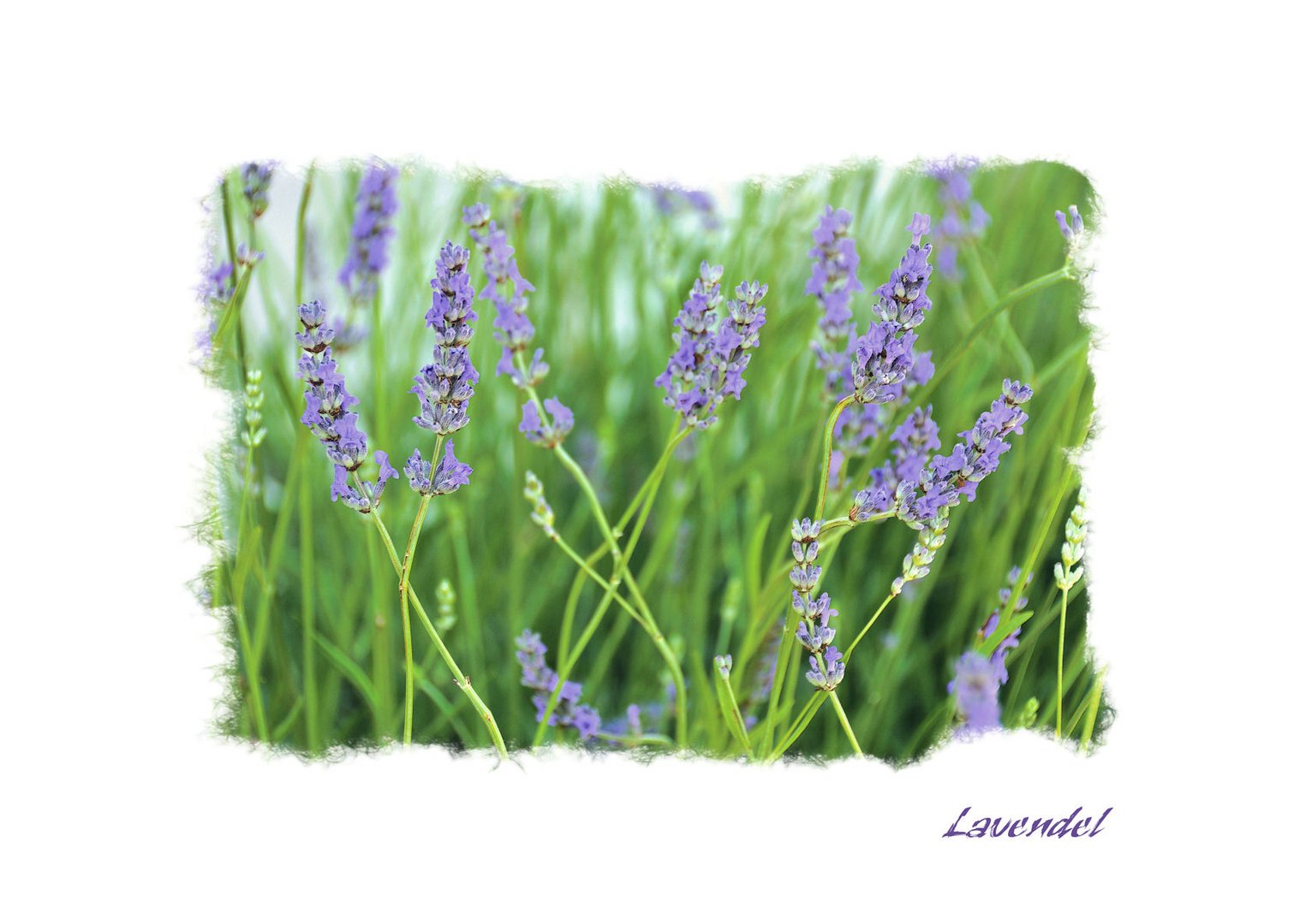 Lavendel....