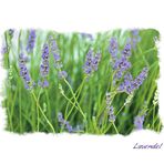 Lavendel....