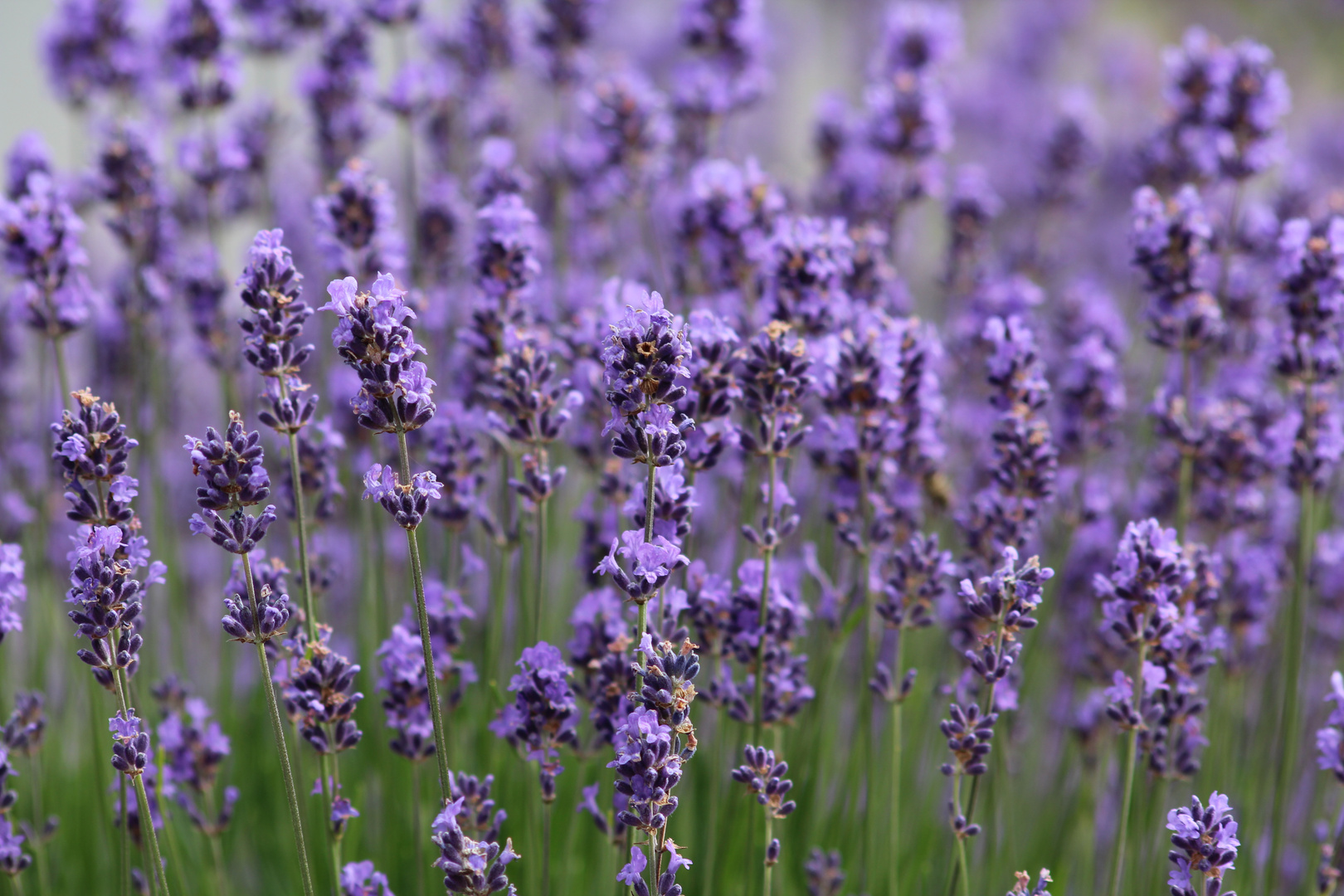 Lavendel