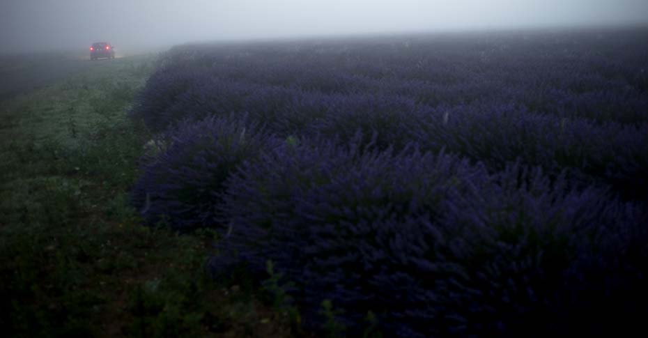 lavendel à l' aube 02