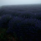 lavendel à l' aube 02