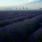 lavendel à l' aube 06