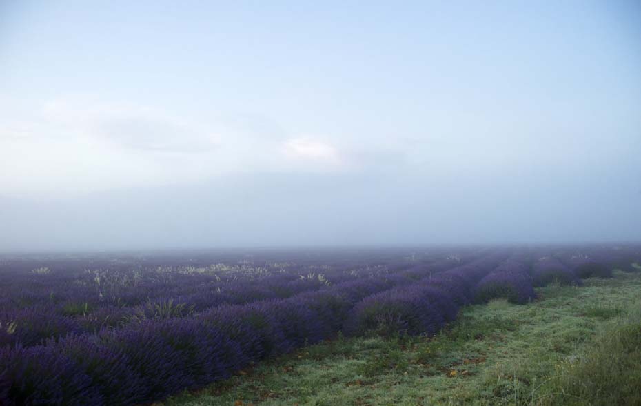 lavendel à l' aube 08