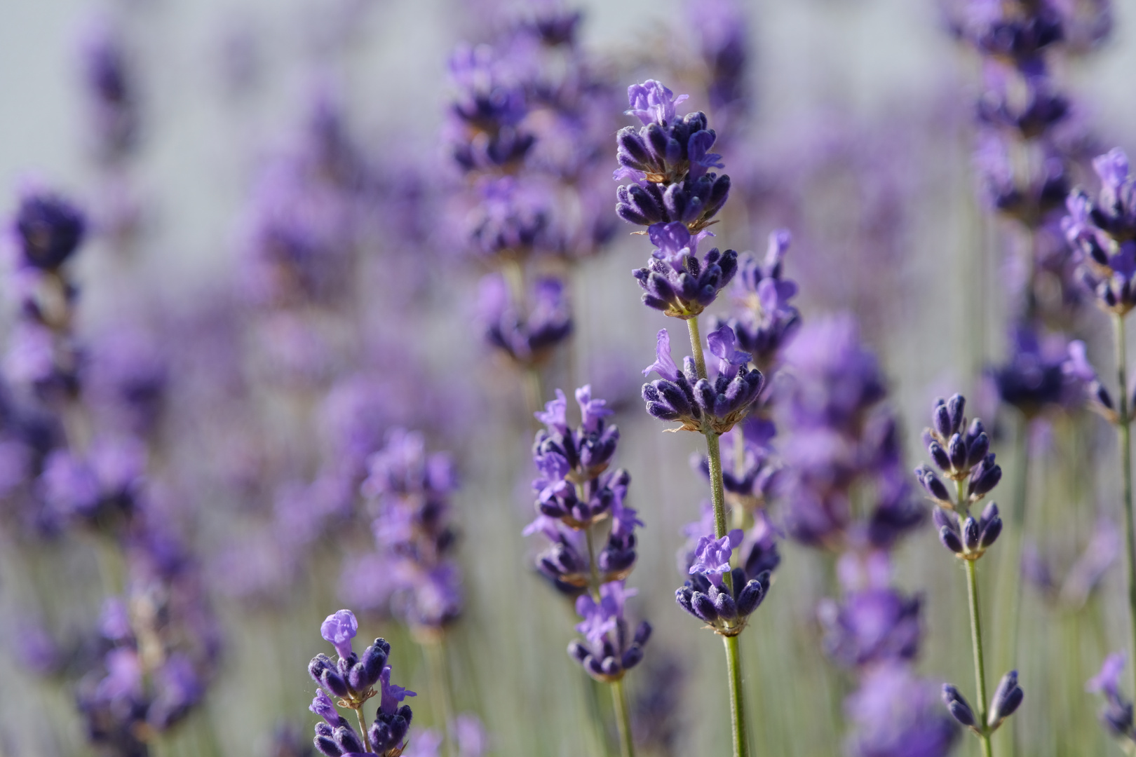 Lavendel