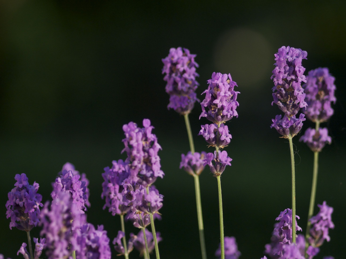 Lavendel